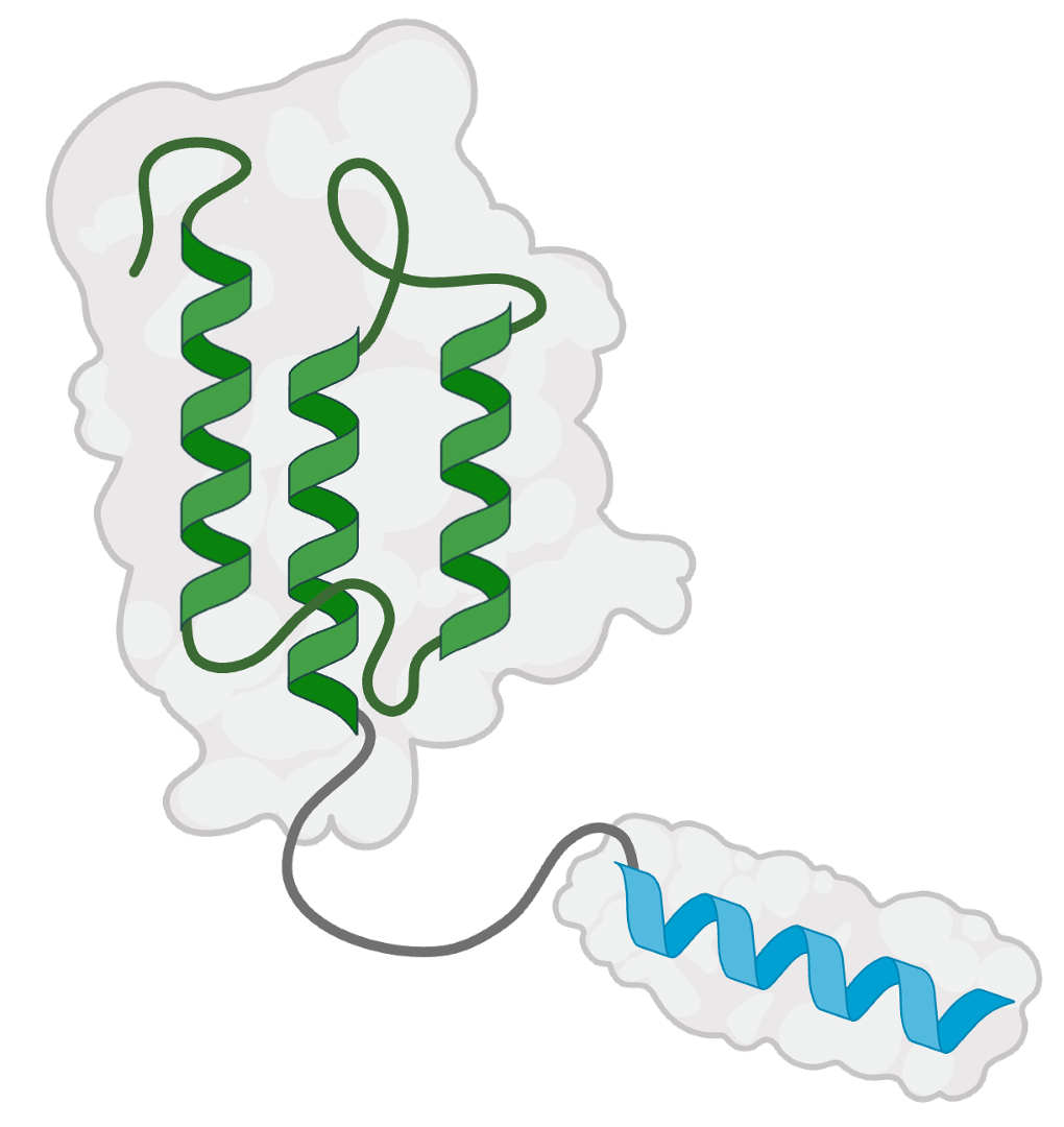 Fusion Proteins