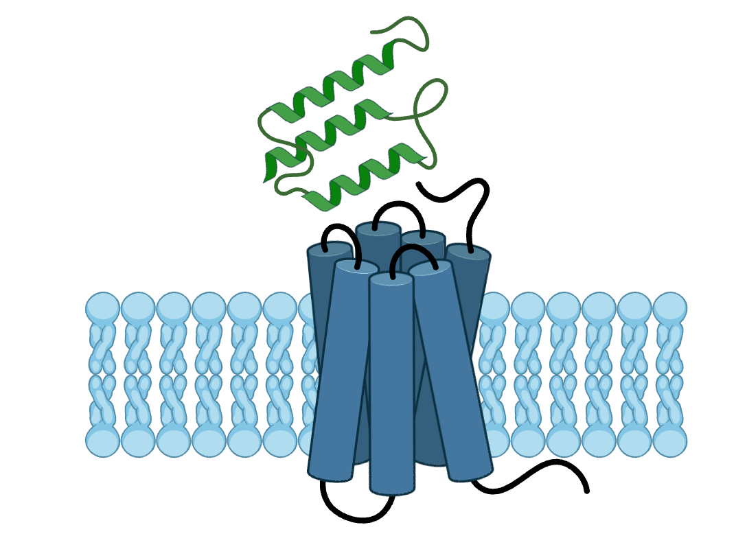 GPCR-targeted