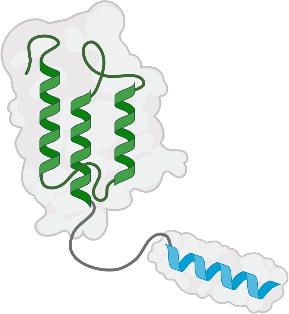 Fusion proteins and functional extensions