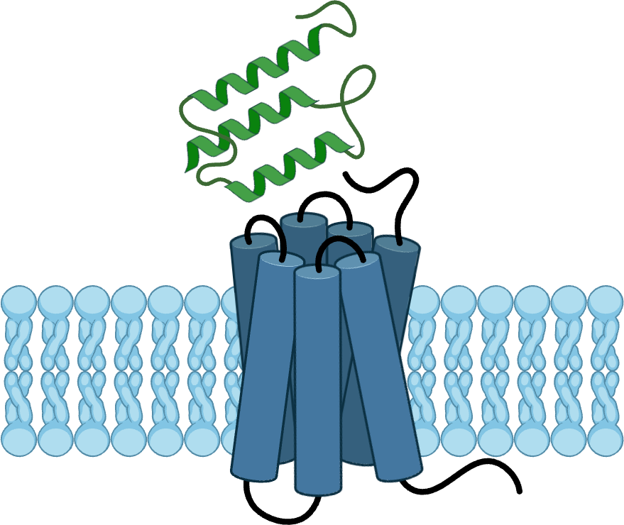 GPCR targeted binders